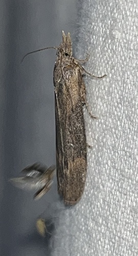 Lamoria anella