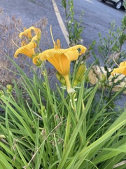 Hemerocallis