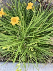 Hemerocallis