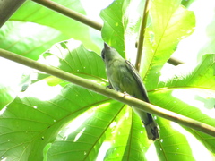 Pachyramphus polychopterus