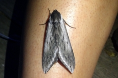 Sphinx perelegans