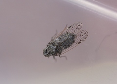 Melanoliarus aridus