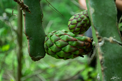 Selenicereus ocamponis