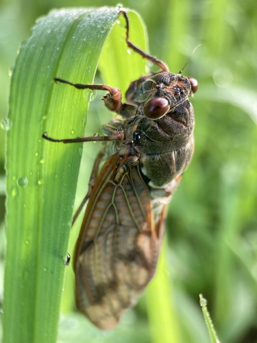 Large Brown Cicada photo 3