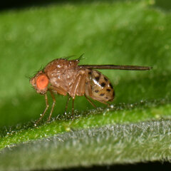 Drosophila quinaria