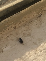 Cossoninae