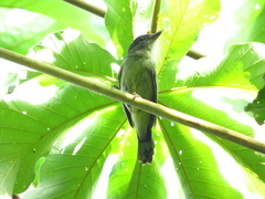 Pachyramphus polychopterus