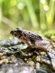 Fejervarya kawamurai