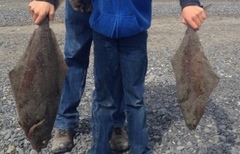 Hippoglossus stenolepis