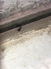 Cossoninae