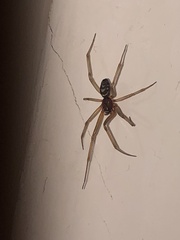 Steatoda grossa