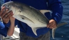 Caranx caninus