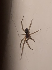 Steatoda grossa