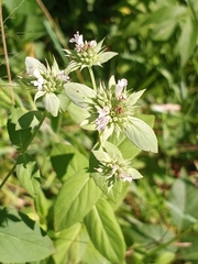 Pycnanthemum setosum