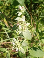 Pycnanthemum setosum