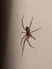 Steatoda grossa