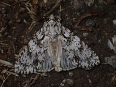 Acronicta marmorata