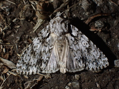 Acronicta marmorata