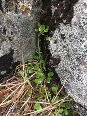 Salix herbacea