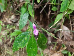 Dicliptera roxburghiana