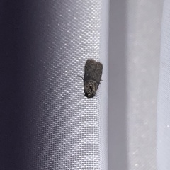 Lepidoptera