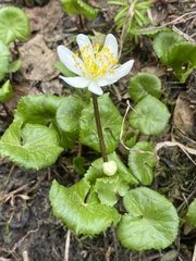 Caltha biflora