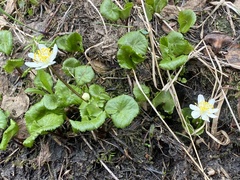 Caltha biflora