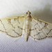 Hollow-spotted Blepharomastix Moth - Photo (c) Kyle Warnecke, some rights reserved (CC BY-NC), uploaded by Kyle Warnecke