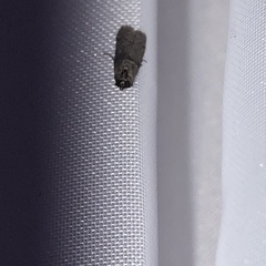Lepidoptera