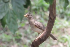 Turdus pelios