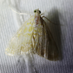 Glaphyria glaphyralis