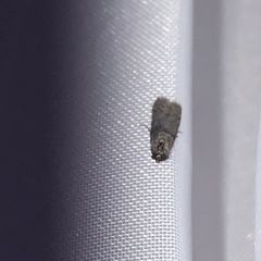 Lepidoptera