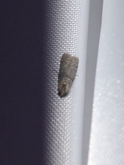 Lepidoptera