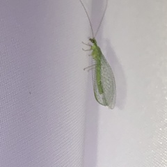 Chrysoperla carnea