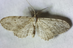 Pimaphera sparsaria