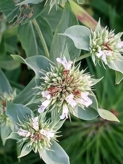 Pycnanthemum setosum