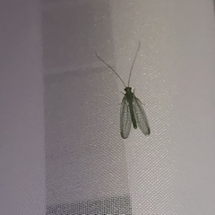 Chrysoperla carnea