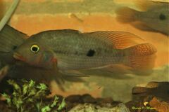 Australoheros ykeregua