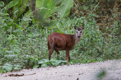 Atlantic Forest Red Brocket (Mazama jucunda) — Data Deficient Mammalia