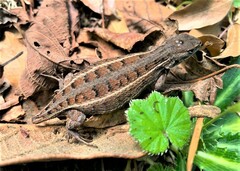Sceloporus bicanthalis