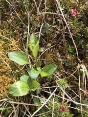 Solidago macrophylla