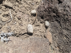 Centrocercus urophasianus