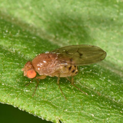 Drosophila quinaria