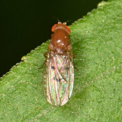 Drosophila quinaria