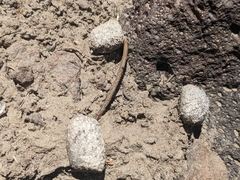 Centrocercus urophasianus