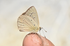 Polyommatus ripartii