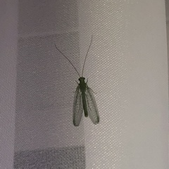 Chrysoperla carnea