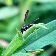Parancistrocerus histrio