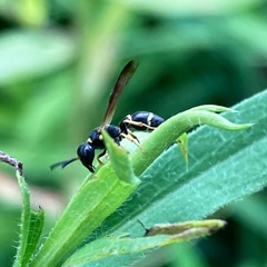 Parancistrocerus histrio