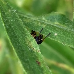 Parancistrocerus histrio